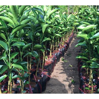 Sản phẩm CAM XOÀN MIỀN NAM siêu quả, ngọt mát - CÂY GIỐNG CHUẨN F1 + Tặng (0,3kg) phân hữu cơ cao cấp