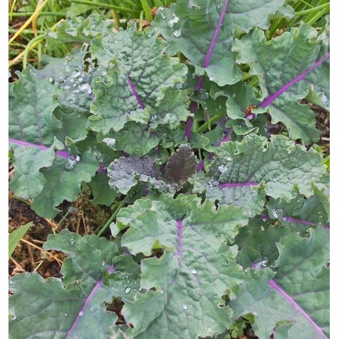 50H - Hạt giống Kale Winter Rainbow F1 (kale cầu vồng) Nk Mỹ nảy mầm 100%