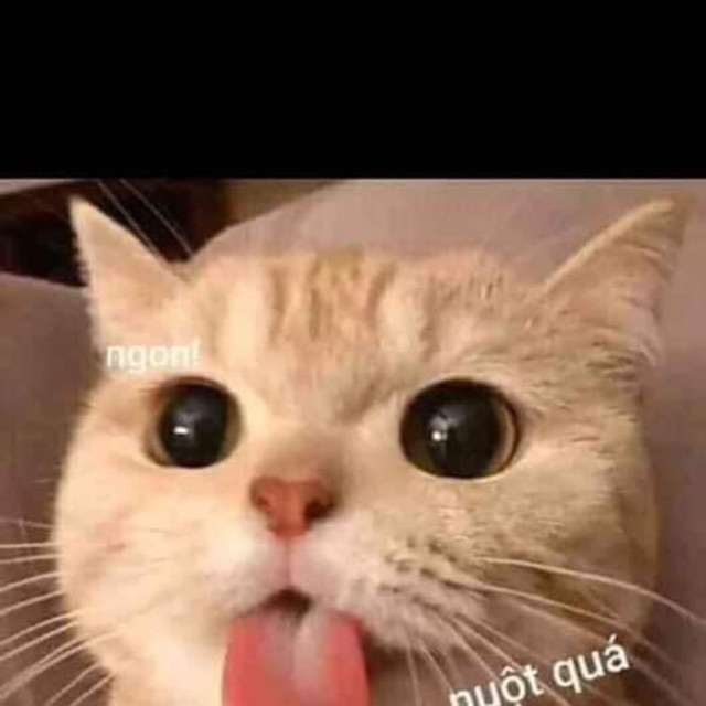 mèo cưng cho bé ôm ngủ