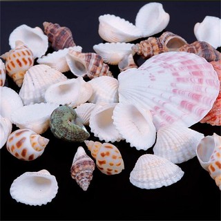100gram vỏ sò , vỏ sò biển hỗn hợp decor, trang trí bể cá cảnh