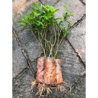 BẦU CÂY GIỐNG MAI VẠN PHÚC( CÂY MAI TIỂU THƯ)