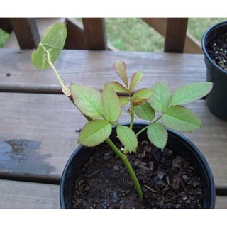 Sản phẩm combo 3 bầu ươm cây giống hoa hồng CỔ TRẮNG BẠCH XẾP-Giống hồng cổ trắng đẹp và sai hoa