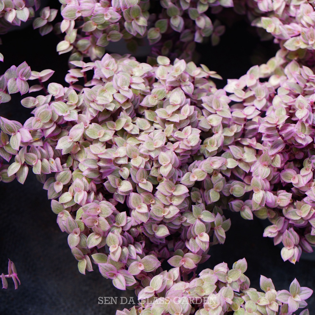 Sen Đá Pinklady chậu size trung 10cmGLASS GARDEN , khỏe, dễ trồng, Hàng Đà Lạt, lỗi 1 đổi 1