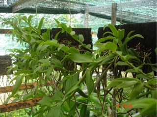 COMBO-5 DỚN BẢNG TRỒNG LAN