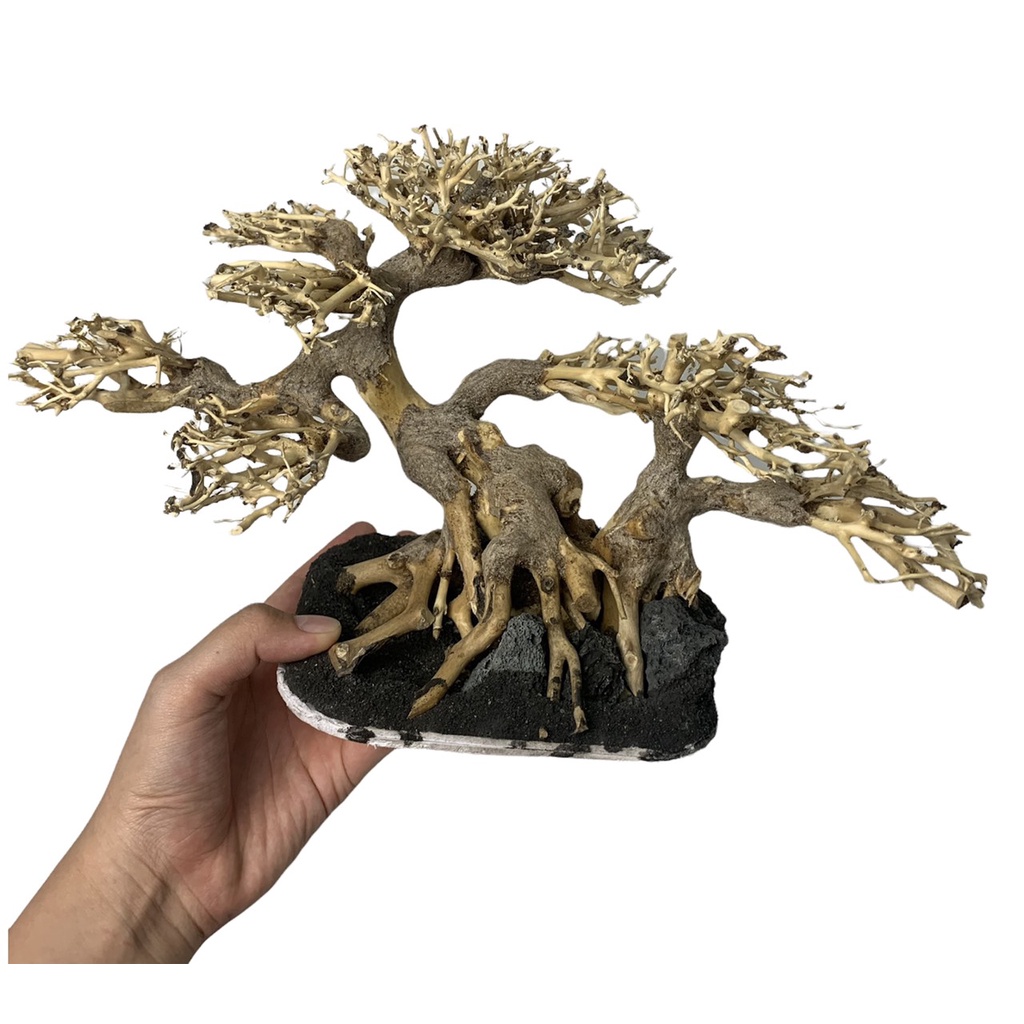 [NHẬN QUÀ KHI MUA ĐƠN 39K] Cây Bonsai Thuỷ Sinh Đã Tạo Dáng Và Ghép Đá - Bonsai Trang Trí Hồ Cá, Bể Cá
