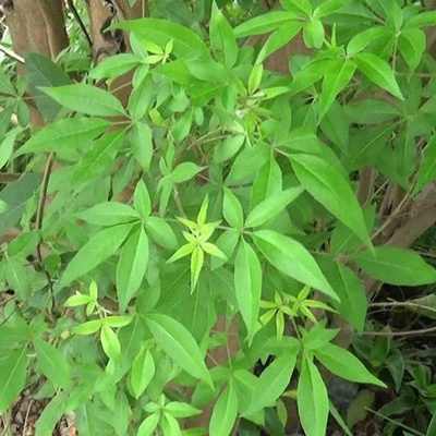 Lá Ngũ Trảo Chân Chim Khô sp0