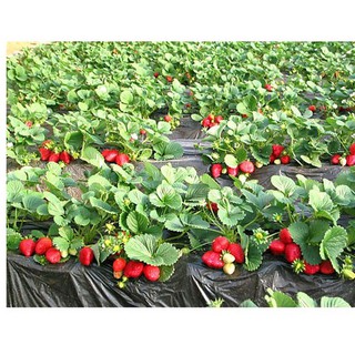100 Hạt giống Dâu tây đỏ