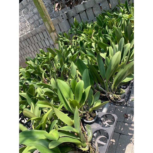 CATTLEYA HOA ĐẠI HÀNG KHỦNG LONG, CÓ CHẬU ĐANG MÈO