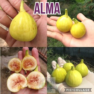 Cây giống sung mỹ trái vàng