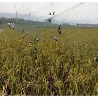Lưới bẫy chim khuyên dài 20m