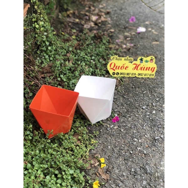 Chậu kim cương vuông mini trồng cây