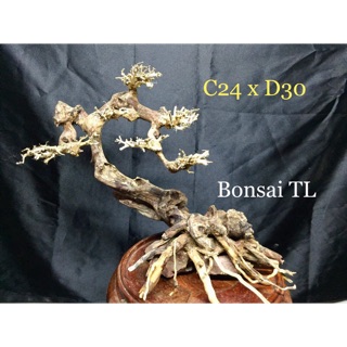 Lũa bonsai thả bể cá thuỷ sinh dáng đẹp