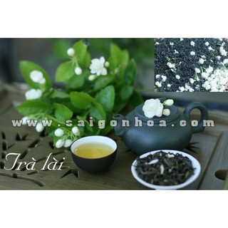 Cây Hoa Lài Ta