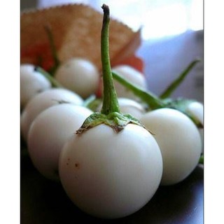 Hạt Cà Pháo Trắng Trái lớn F1 - Gói 1 gram