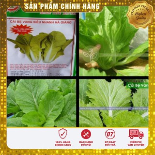 Hạt Giống Cải Bẹ Vàng Ngon Giòn Nhanh Thu Hoạch