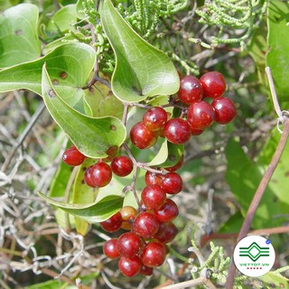 Thổ Phục linh khô 1KG - T152