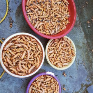Tinh bột nghệ nhà hàng xóm