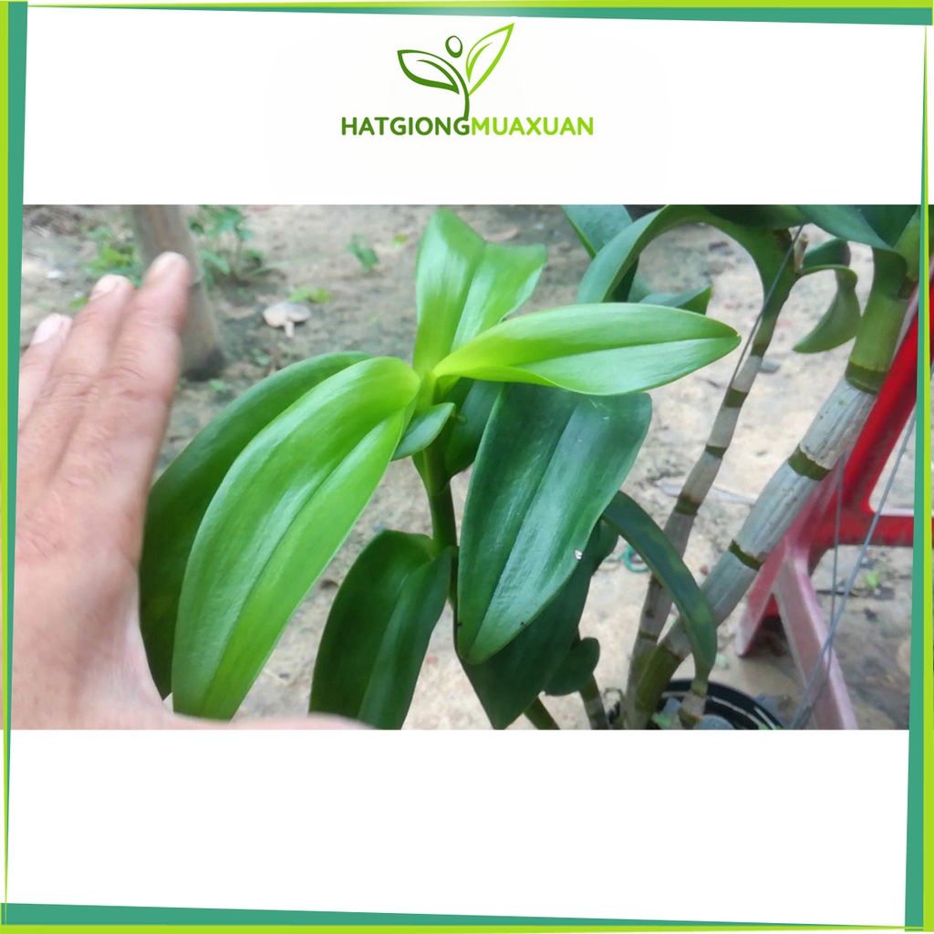[SIEURE] Terra Sorb Foliar - Siêu To Lá chai 100ml hàng đẹp, phân phối chuyên nghiệp.
