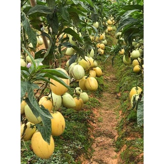 Hạt Giống Dưa Pepino Mỹ