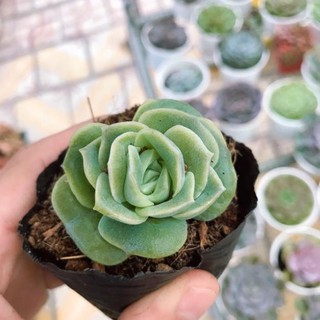 Sen Bông Hồng Hà Lan Đủ Size  | Xuất xứ Đà Lạt | Dễ trồng dễ chăm