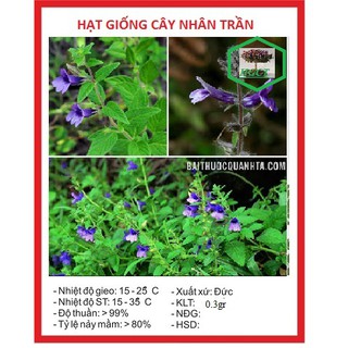 Hạt Giống Cây Nhân Trần - cây dược liệu - 200 hạt - DC