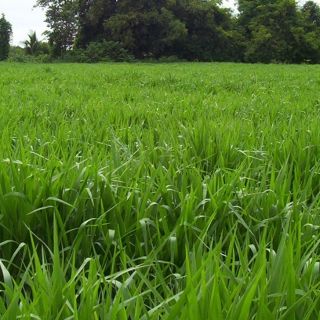 500gram hạt giống cỏ mulato 2 năng suất dùng trong chăn nuôi dê bò cá cừu