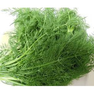 Hạt giống Thì là 5gr❤️FREESHIP XTRA❤️