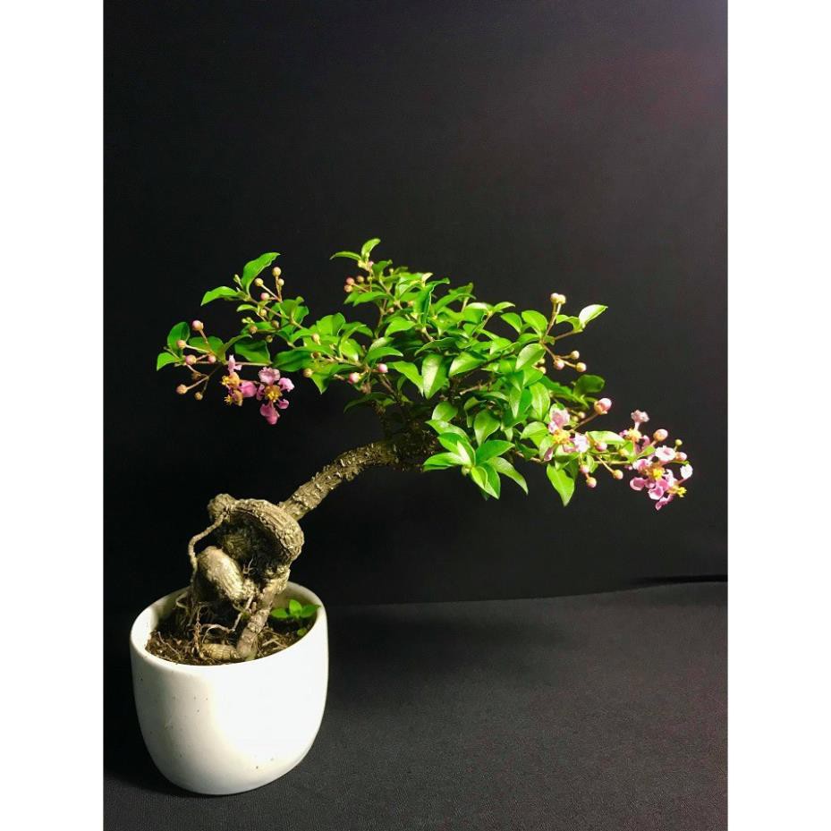 CHẬU CÂY Hồng ngọc mai bonsai , CHẬU CÂY LỚN ĐẸP, GIÁ RẺ