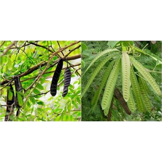 cây giống cây bồ kết nếp -cam kết chuẩn giống
