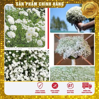 Hạt Giống Hoa Baby Trắng 50 hạt