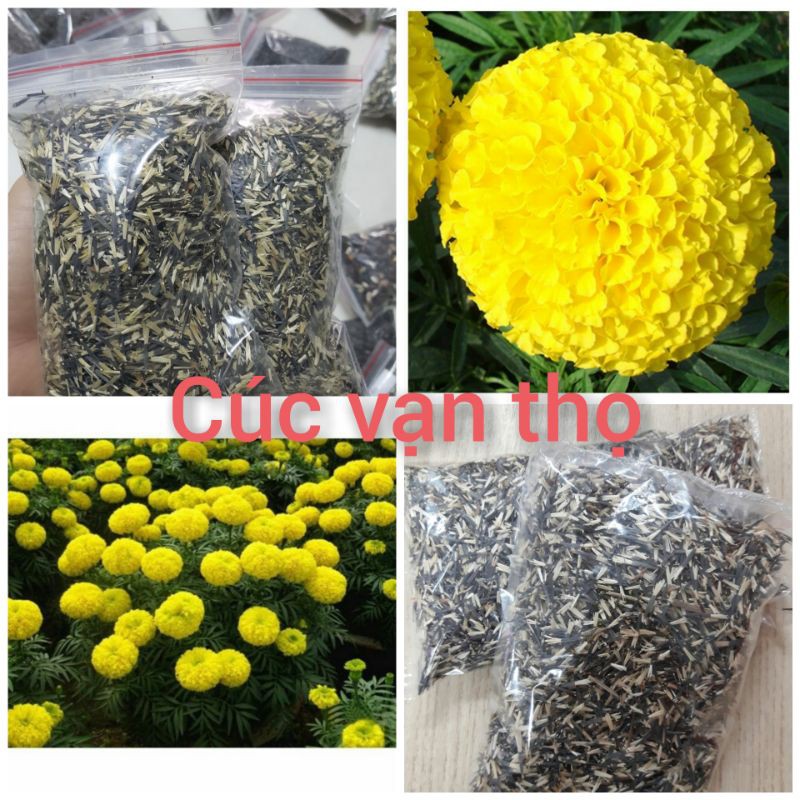 Cúc vạn thọ gói 20g