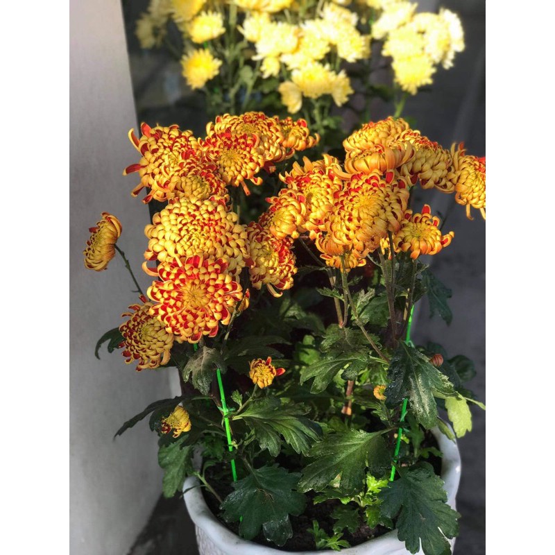 🌿Cây Giống Cúc Mẫu Đơn Nhật Bản🌿