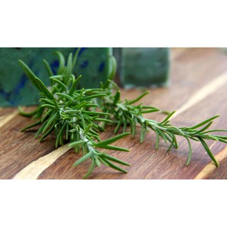 Hạt Giống Hương Thảo (20 hạt)