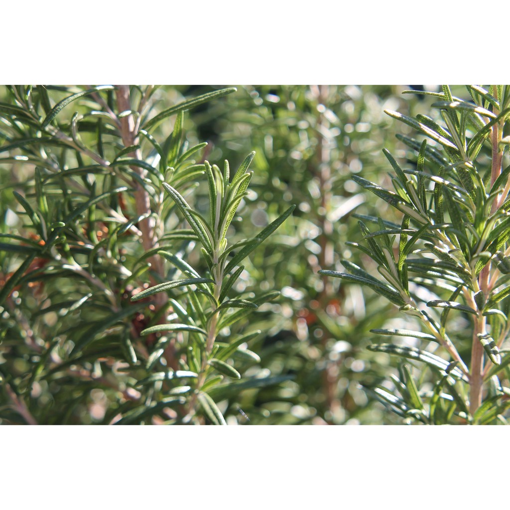 Tinh Dầu Hương Thảo Rosemary Tinh Dầu Nguyên Chất doTERRA  - doTERRA Essential Oil - Rosemary Oil 15ml