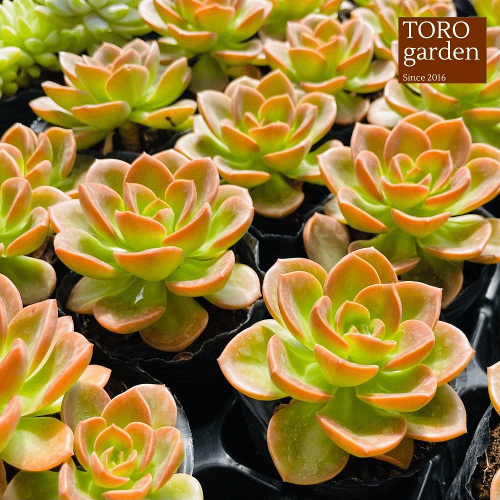 Sen đá nhật nguyệt Đà Lạt size bé cây cảnh trang trí nhà cửa Toro garden