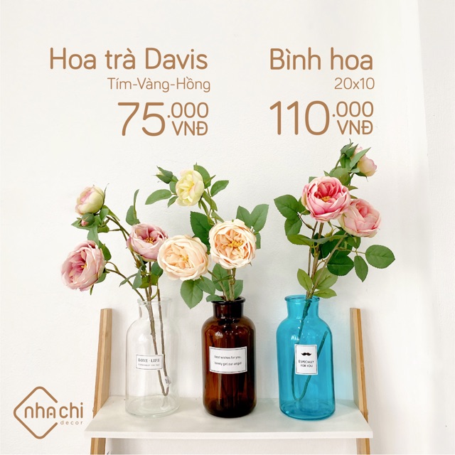 Hoa trà Davis 3 màu