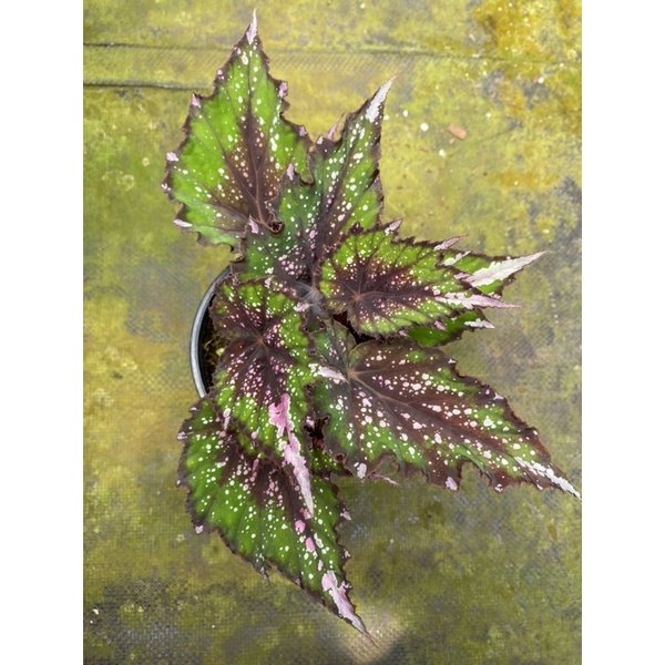 Chậu cứng Begonia rex putz