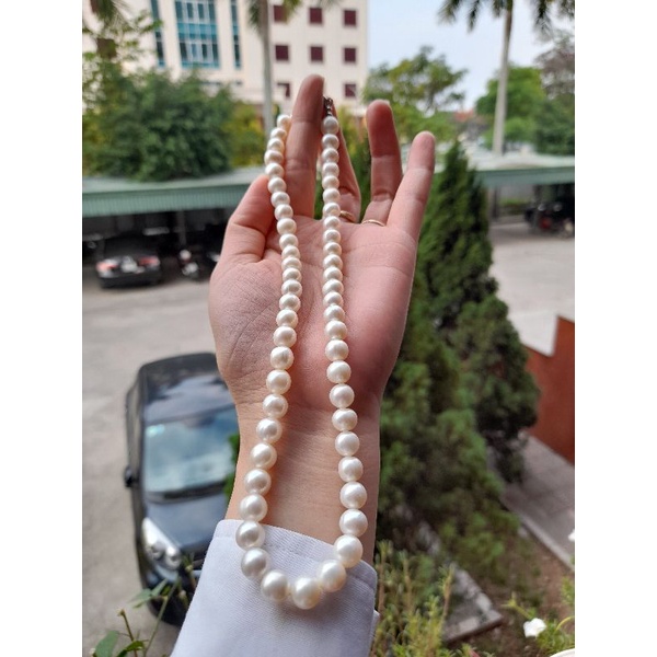 Dây trai ngọt 40cm