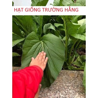 HẠT GIỐNG RAU CẢI NGỌT CAO SẢN NĂNG XUẤT CAO SINH TRƯỞNG KHỎE CHỐNG CHỊU SÂU BỆNH