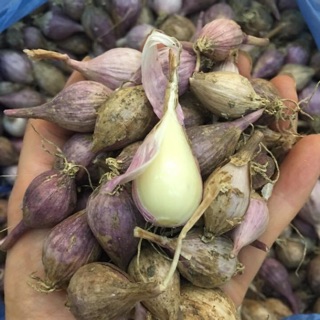 Tỏi cô đơn tỏi mồ côi. Tỏi một nhánh