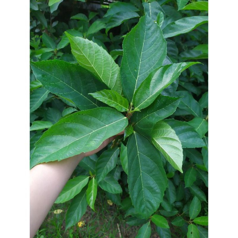 Lá sung tươi 500g