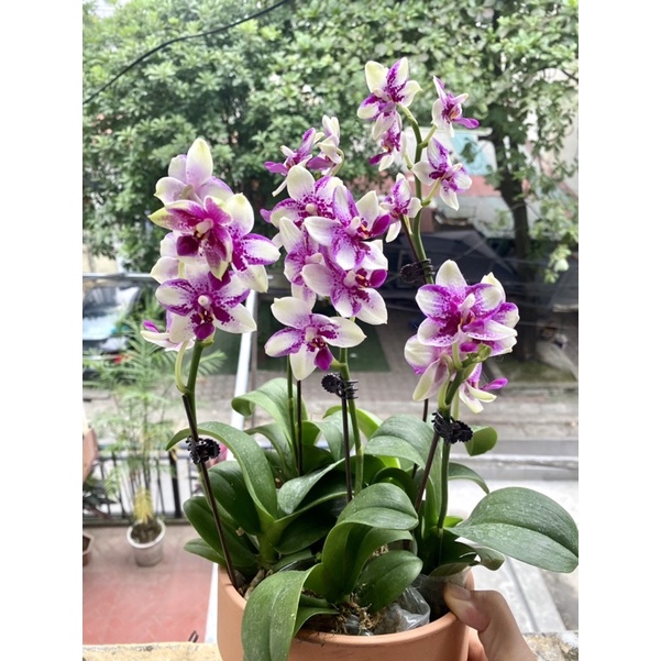 Hồ điệp thơm summer love cây đang hoa