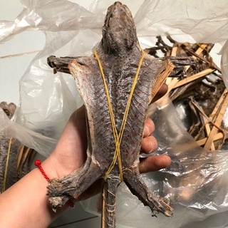 Combo Tắc Kè Khô 5 Con Hàng Loại 1