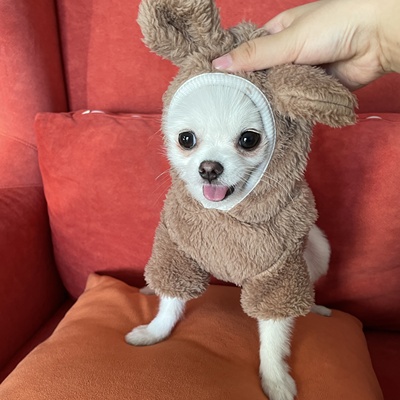 Áo hoodie lông cho chó mèo có mũ hình gấu