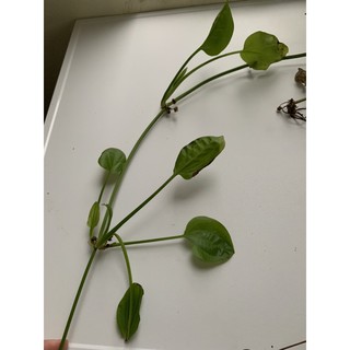 Cây giống bách thuỷ tiên đơn / lan nước thuỷ sinh