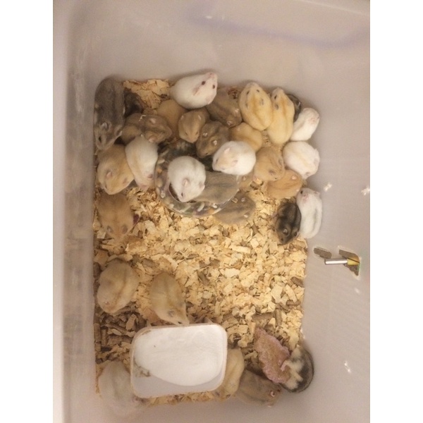 &lt;⚡ＤＵＹ ＮＨẤＴ １ ＮＧÀＹ&gt; Chuột hamster ww winter white (ww)