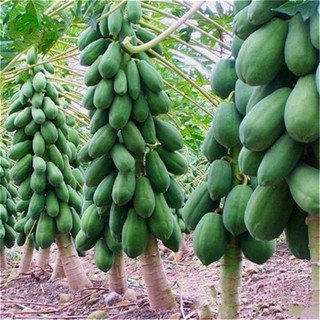 HẠT GIỐNG ĐU ĐỦ LÙN