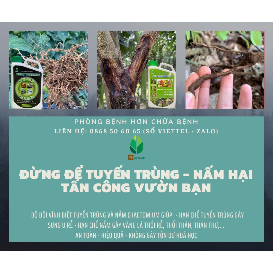 Diệt Nấm Sinh Học Chaetomium - Ngăn Ngừa Vàng Lá Thối Rễ, Thán Thư, Đốm Nâu, Thối Nhũn - PH VIỆT NAM