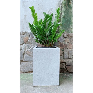 Chậu Cây Kim Tiền Lớn (chỉ giao hcm)