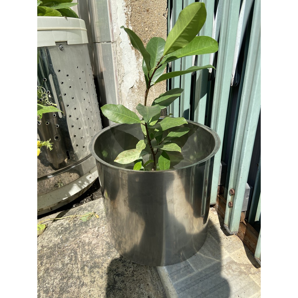 Chậu hoa, chậu kiểng inox 304 không đáy, nhẹ nhàn xếp gọn gàng, lưu trữ, chuyên trồng ngoài trời siêu bền bao thời tiết